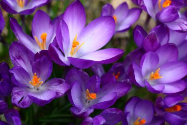 Güneşli bir bahar günü. Güneşe kavuşurken ortaya çıkan mor-beyaz timsah çiçekleri. Işık ve gölge oyunu.