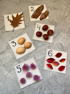 Küçük çocuklar için eğitim rehberi, saymayı öğrenmek, sonbaharda doğal malzemelerden yapılır..