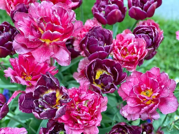 Sehr Reife Blüten Rosa Und Lila Tulpen Mit Grünen Blättern — Stockfoto