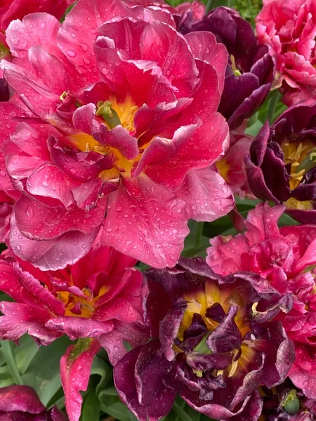 Rote Tulpen Blühten Mit Regentropfen — Stockfoto