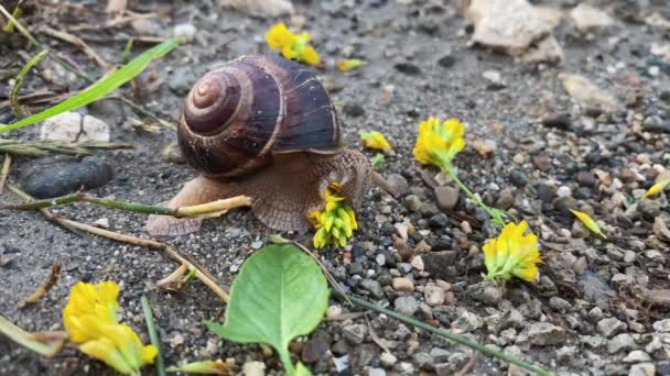 Un escargot mange une fleur jaune — Video