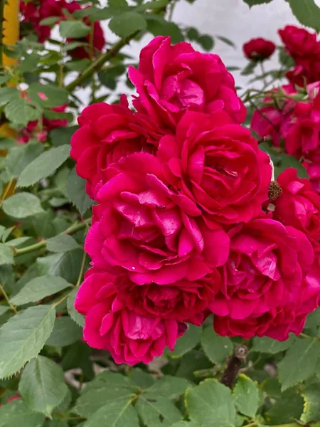 Schöne rote Rosen auf einem Zweig mit grünem Laub. — Stockfoto