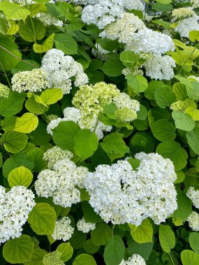 Yeşil yapraklı beyaz ortanca çiçekleri.