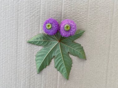 Adım adım, doğal malzemeden denizanası yapmayı öğrenmek, çocuklar yürüyüş yaparken el işi yapar.