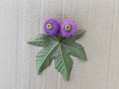 Usta sınıf, adım adım, yapraklardan ve çiçeklerden ahtapot nasıl yapılır, çocuklar el işi yapar.