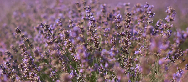 lavender flowers banner, young fields in summer time