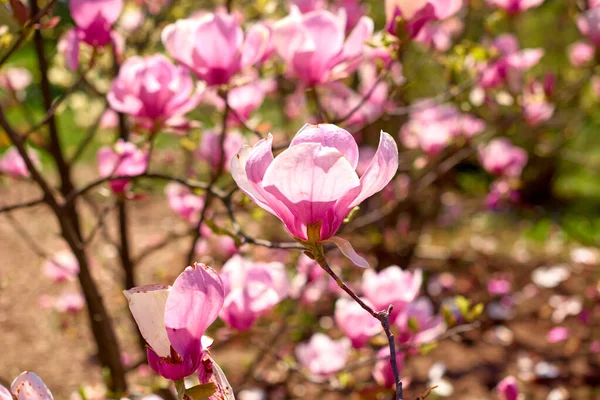 pink magnolias are fading in spring botanical garden. Chinese Magnolia blossom with tulip-shaped flowers in spring garden