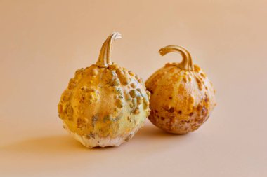 Küf ve küfle kaplı, çürümüş balkabağı, bozulmuş yiyecek, mantar ve küf depolama ihlalleri sırasında olgun balkabağını tahrip etti.