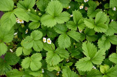 Çilek yaprakları ve çiğ damlaları ya da yağmur. Alan fotoğrafının yüzeysel derinliği