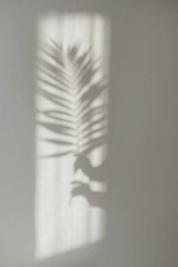 Beyaz duvarda palmiye dalları olan ellerin gölgeleri