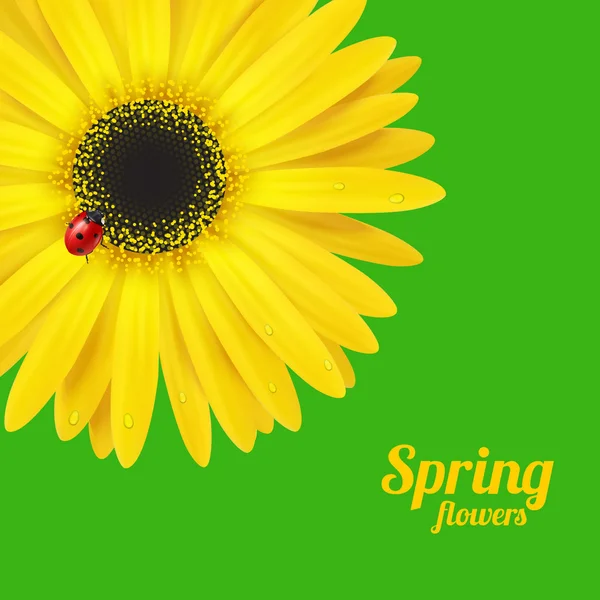 봄 꽃과 무당벌레. — 스톡 벡터