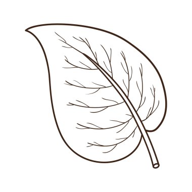 Sketch leaf isolated on white.