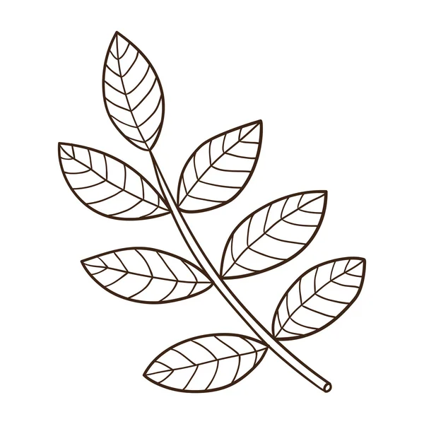 Sketch leaf isolated on white. — Stock Vector