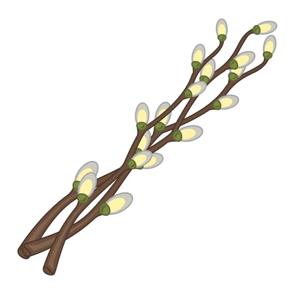 Branche de saule . — Image vectorielle