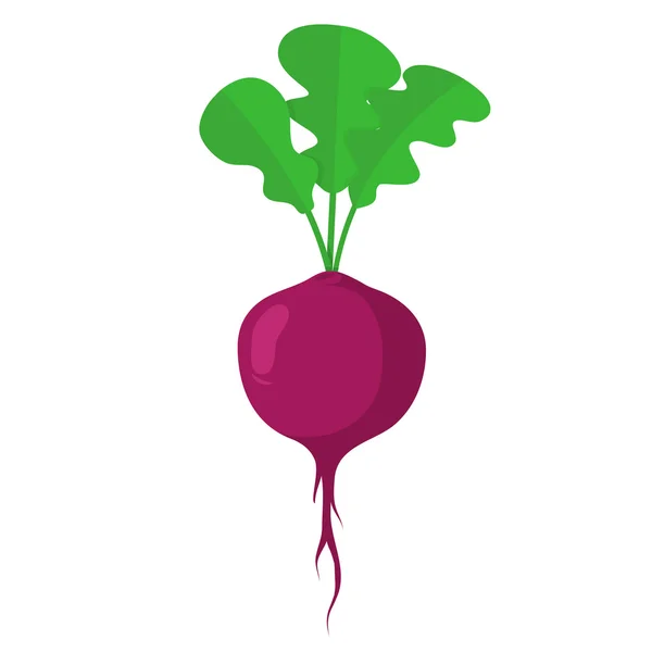 Beet vegetable. — Stock Vector