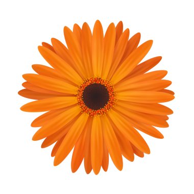 parlak bahar çiçek.