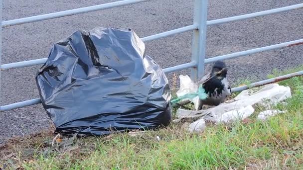 Um corvo pica um buraco em um saco de plástico preto e puxa o lixo, papel e folhas — Vídeo de Stock