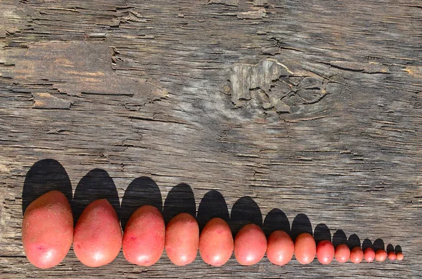 Patates hasadı, büyük ve küçük ölçekli kırmızı kart gri tahta bir arka planda yatıyor..