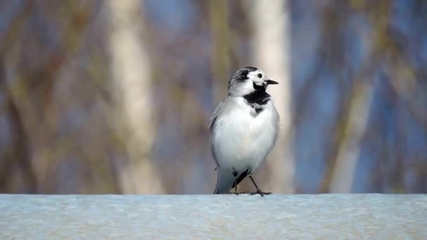 A black and white bird sits on the roof and sings, looking around. Blue background — Stock Video