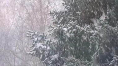 Kışın ormanda kar yağar, Noel sabahı karlı olur, kar yağarken firavun dalları rüzgarda sallanır.