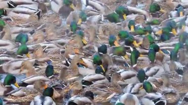 Ördekler nehrin buzla kaplı olmayan kısmında yüzerler. Ördekler insanların onlara attığı yiyecekleri yerler..