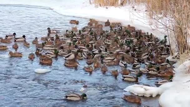 오리들은 얼음으로 덮여 있지 않은 강에서 헤엄을 친다. 오리들은 사람들이 주는 음식을 먹는다. — 비디오
