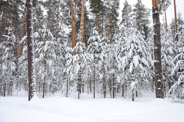 Güzel kış ormanı, köknar ağaçları ve çamlar kar yağdıktan sonra ormanda durur, karın altında dallar.