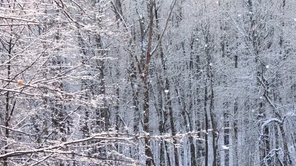 冬天的降雪，在森林里，柔和的雪天早晨，下着雪 — 图库视频影像