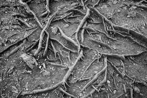 The roots of an old tree, oak, spruce branch from the ground to the surface — Stock Photo, Image