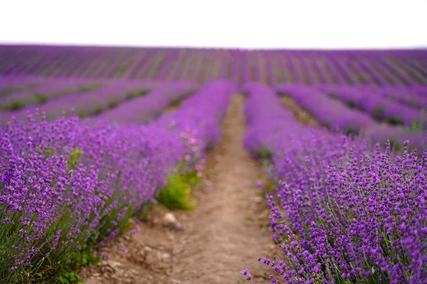Фиолетовые кусты лаванды крупным планом на поле, луг. Лаванда для парфюмерной промышленности — стоковое фото