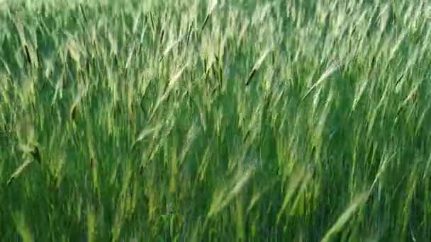 Hermoso paisaje, jóvenes cultivos verdes frescos, espigas de trigo, centeno balanceándose en el viento al atardecer en el campo agrícola — Vídeos de Stock