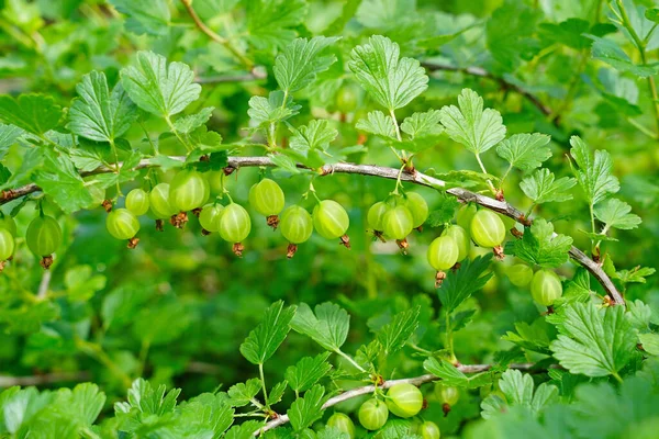 Sklizeň angreštu na farmě. Sprig zralých zelených angreštu na pozadí zelených listů — Stock fotografie