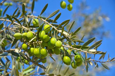 Zeytin ağacı, yeşil yaprakları ve mavi gökyüzü arka plan üzerinde zeytin dalı