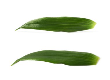 İzole tek yeşil chrysanthemus yaprak