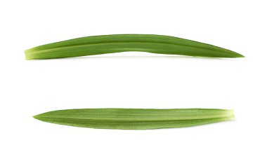 İzole tek yeşil chrysanthemus yaprak