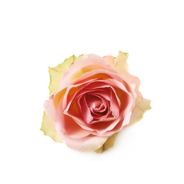 Tek beyaz gül bud izole