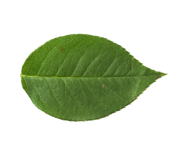 Einzelnes grünes Rosenblatt isoliert — Stockfoto