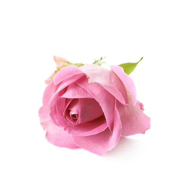 Jeden różowy pąk róży na białym tle — Zdjęcie stockowe