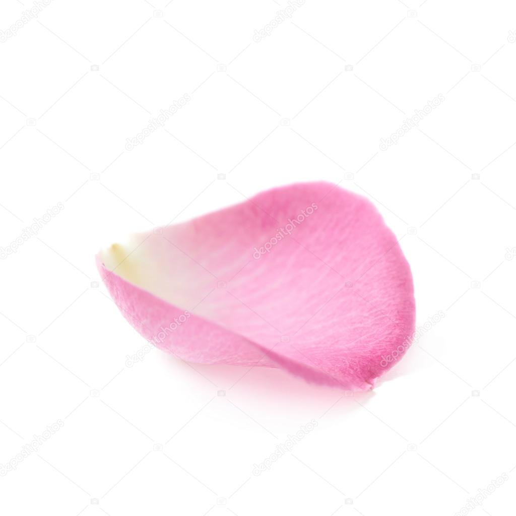 Single rose petal isolated Stock Photo by ©nbvf89 103422514