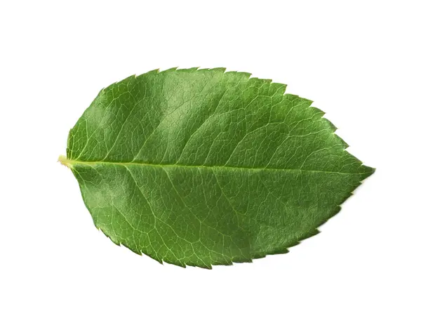 Одиночний зелений лист троянди ізольований — стокове фото
