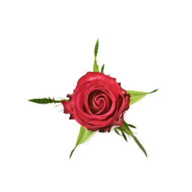 Single red and white rose bud clipart