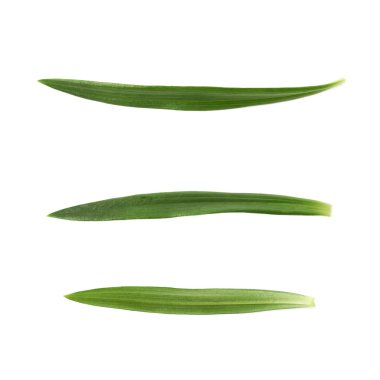 İzole tek yeşil chrysanthemus yaprak