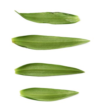 İzole tek yeşil chrysanthemus yaprak