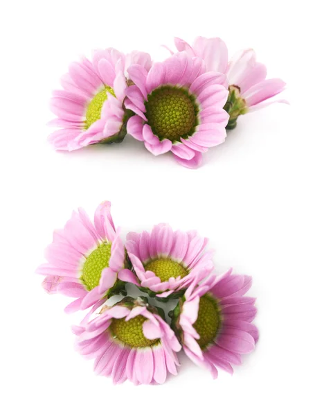 Multiple chrysanthemum flower buds isolated — Stock Photo, Image