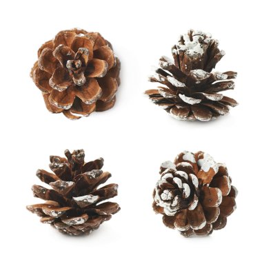 Tek decorational çam kozalağı izole