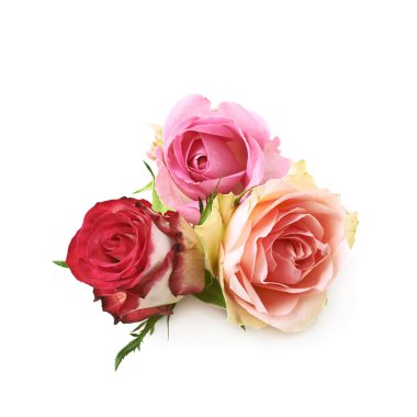 İzole gül tomurcukları kompozisyon