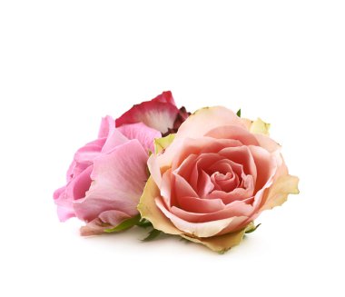 İzole gül tomurcukları kompozisyon