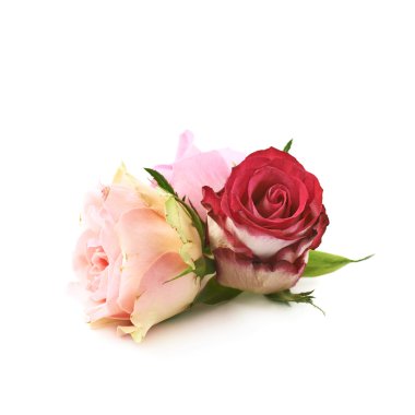 İzole gül tomurcukları kompozisyon