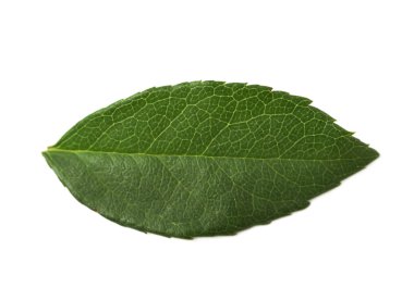 İzole tek gül yaprak yeşil