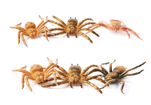 Gummi edderkop legetøj isoleret - Stock-foto